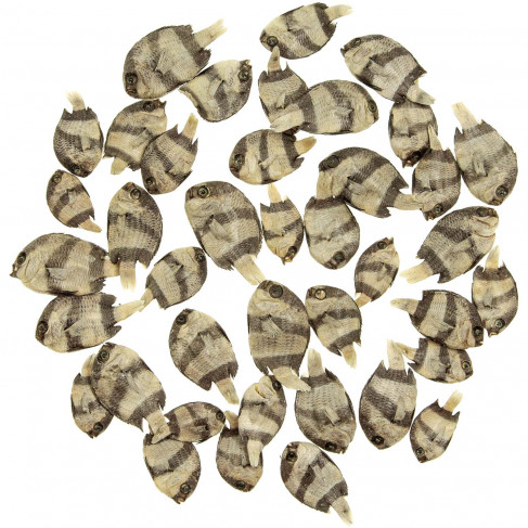 Petits poissons naturalisés - 3 à 5 cm - Lot de 10
