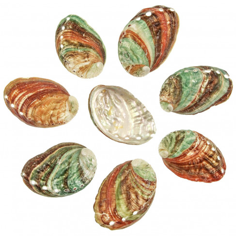 Coquillages haliotis kamtschatkana - 8 à 9 cm - Lot de 2