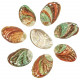Coquillages haliotis kamtschatkana - 8 à 9 cm - Lot de 2