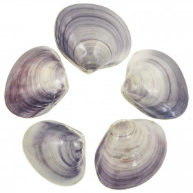 Coquillages clam violets polis entiers - 9 à 11 cm - Lot de 2