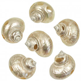 Coquillage turbo jade nacré taillé