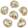 Coquillage turbo jade nacré taillé