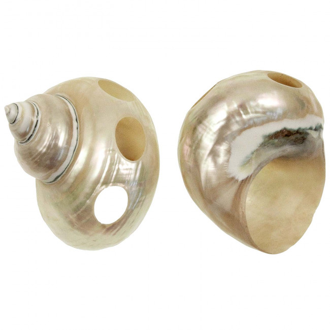 Coquillage turbo jade nacré taillé