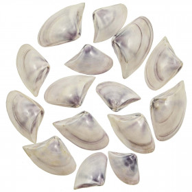 Coquillages donax scrotum polis entiers - 5 à 7 cm - Lot de 2