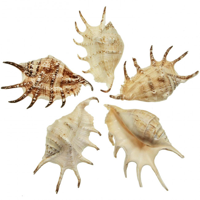 Coquillage lambis lambis