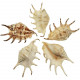 Coquillage lambis lambis