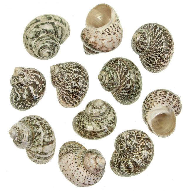 Coquillages turbo fluctuosus polis - 5 à 6 cm - Lot de 2