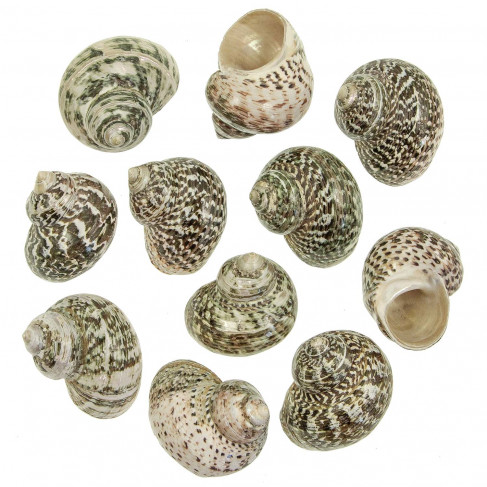 Coquillages turbo fluctuosus polis - 5 à 6 cm - Lot de 2