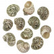 Coquillages turbo fluctuosus polis - 5 à 6 cm - Lot de 2