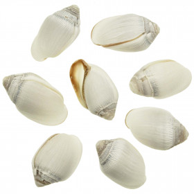 Coquillage ellobium aurisjudae