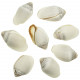 Coquillage ellobium aurisjudae