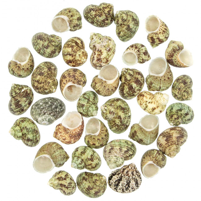 Coquillages turbo bruneus - 3 à 4 cm - Lot de 10