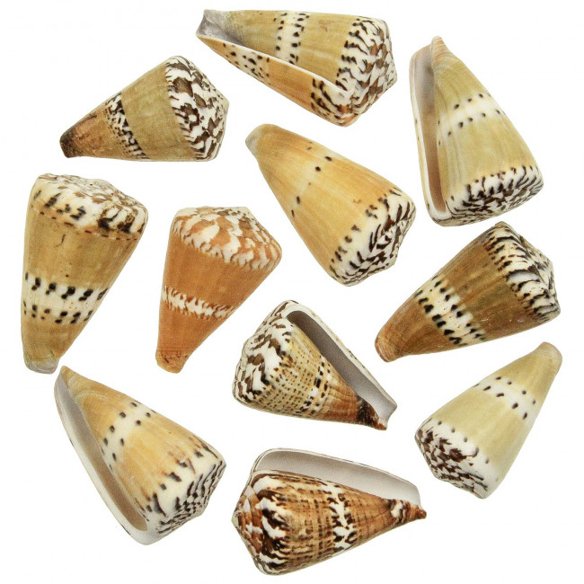 Coquillages conus capitaneus - 5 à 7 cm - Lot de 5