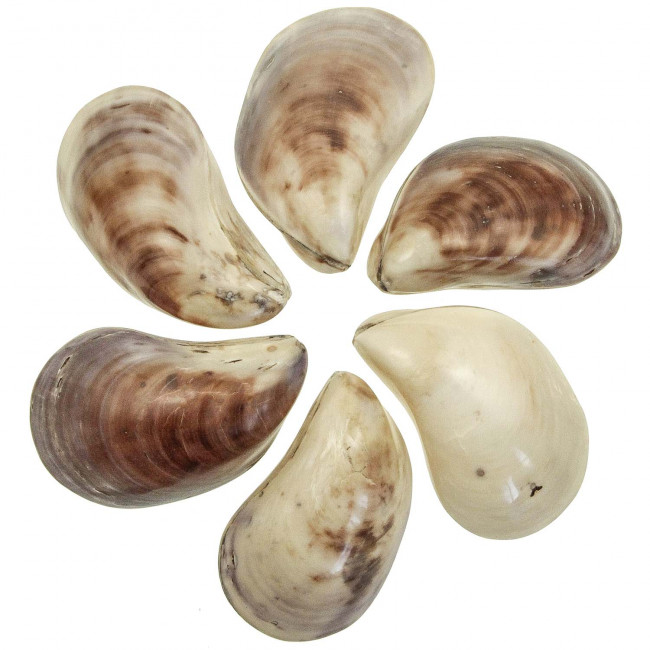Coquillages barbatia oblica polis entiers - 12 à 14 cm - Lot de 2