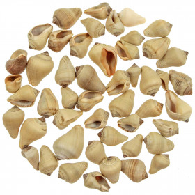 Coquillages voluta brown - 2 à 5 cm - 100 grammes