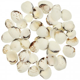 Coquillages tellina almeja - 2 à 4 cm - 100 grammes