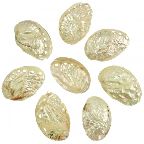 Coquillages haliotis kamtschatkana polis - 7 à 9 cm - Lot de 2