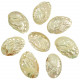 Coquillages haliotis kamtschatkana polis - 7 à 9 cm - Lot de 2