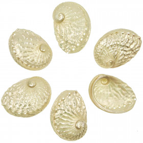 Coquillage haliotis ruber nacré