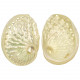 Coquillage haliotis ruber nacré