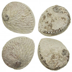 Coquillage haliotis midae brut