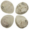 Coquillage haliotis midae brut