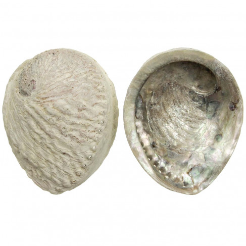 Coquillage haliotis midae brut