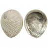 Coquillage haliotis midae brut