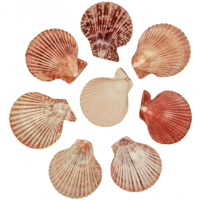 Coquillages pecten nobilis rouges polis - 7 à 8 cm - lot de 5