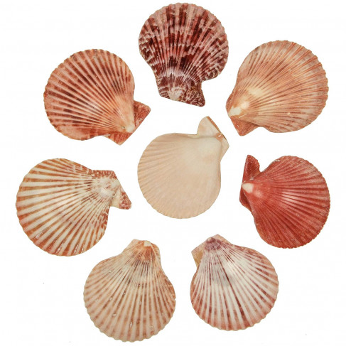 Coquillages pecten nobilis rouges polis - 7 à 8 cm - lot de 5