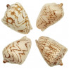 Coquillage voluta nobilis