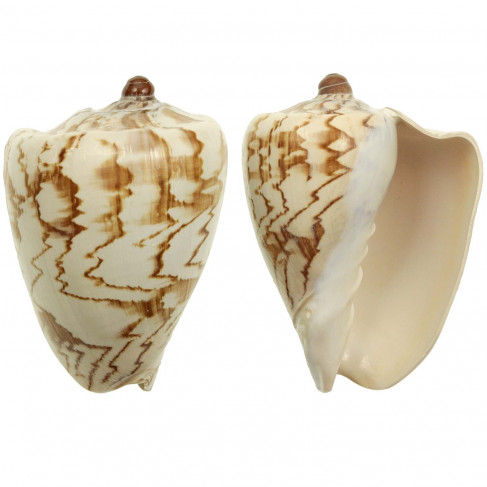 Coquillage voluta nobilis