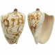 Coquillage voluta nobilis