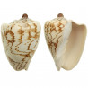 Coquillage voluta nobilis
