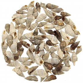 Coquillages cerithium bulla - 2 à 4 cm - 100 grammes