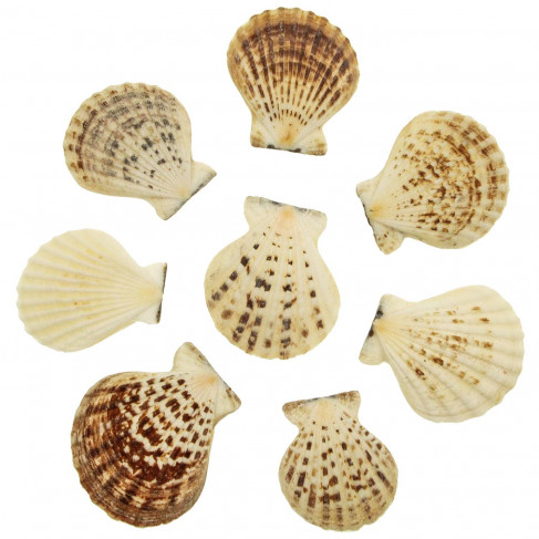Coquillages decatopecten radula entiers - 5 à 7 cm - Lot de 5