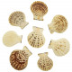 Coquillages decatopecten radula entiers - 5 à 7 cm - Lot de 5