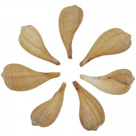 Coquillages ficus gracilis - 9 à 13 cm - Lot de 2