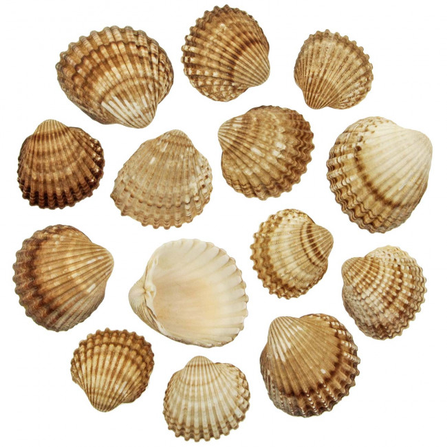 Coquillages cerastoderma edule - 4 à 7 cm - 100 grammes