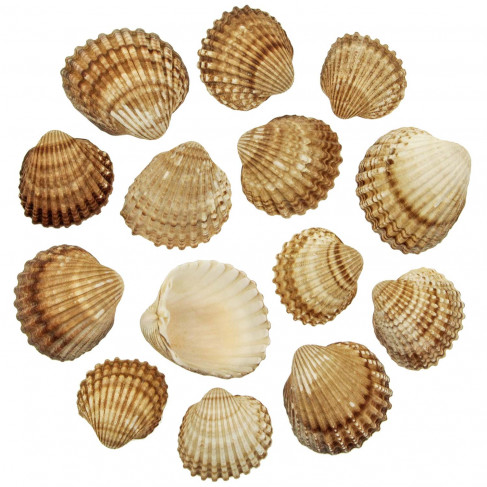 Coquillages cerastoderma edule - 4 à 7 cm - 100 grammes