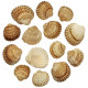 Coquillages cerastoderma edule - 4 à 7 cm - 100 grammes