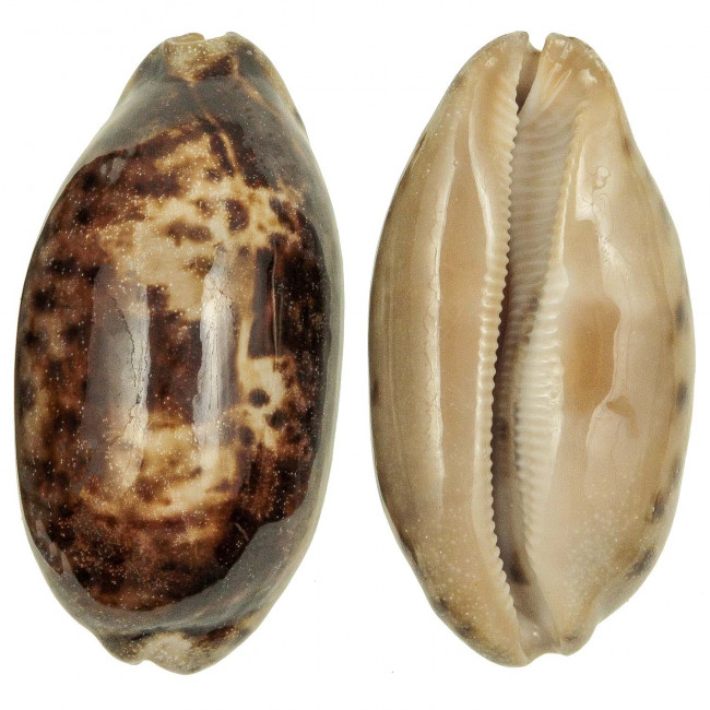 Coquillage cypraea testudinaria