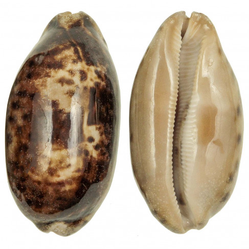 Coquillage cypraea testudinaria