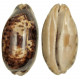 Coquillage cypraea testudinaria