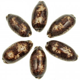 Coquillage cypraea testudinaria