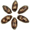 Coquillage cypraea testudinaria