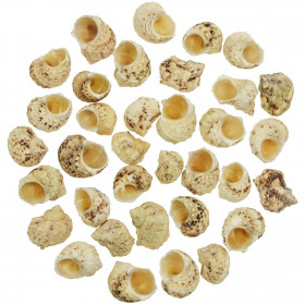 Coquillages turbo chrysostomus - 2.5 à 3.5 cm - Lot de 10