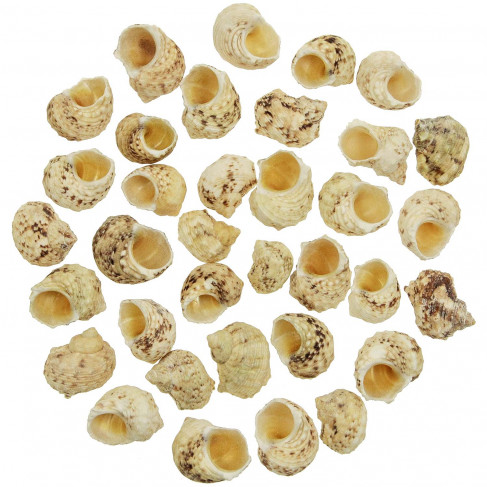 Coquillages turbo chrysostomus - 2.5 à 3.5 cm - Lot de 10