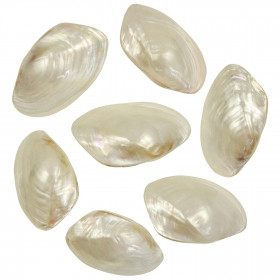 Coquillages mussel nacrés polis entiers - 7 à 9 cm - Lot de 3