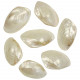 Coquillages mussel nacrés polis entiers - 7 à 9 cm - Lot de 3